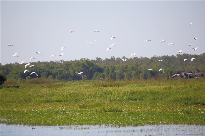 _800Mt Borradaile - Cooper Creek_5658_m_Egrets